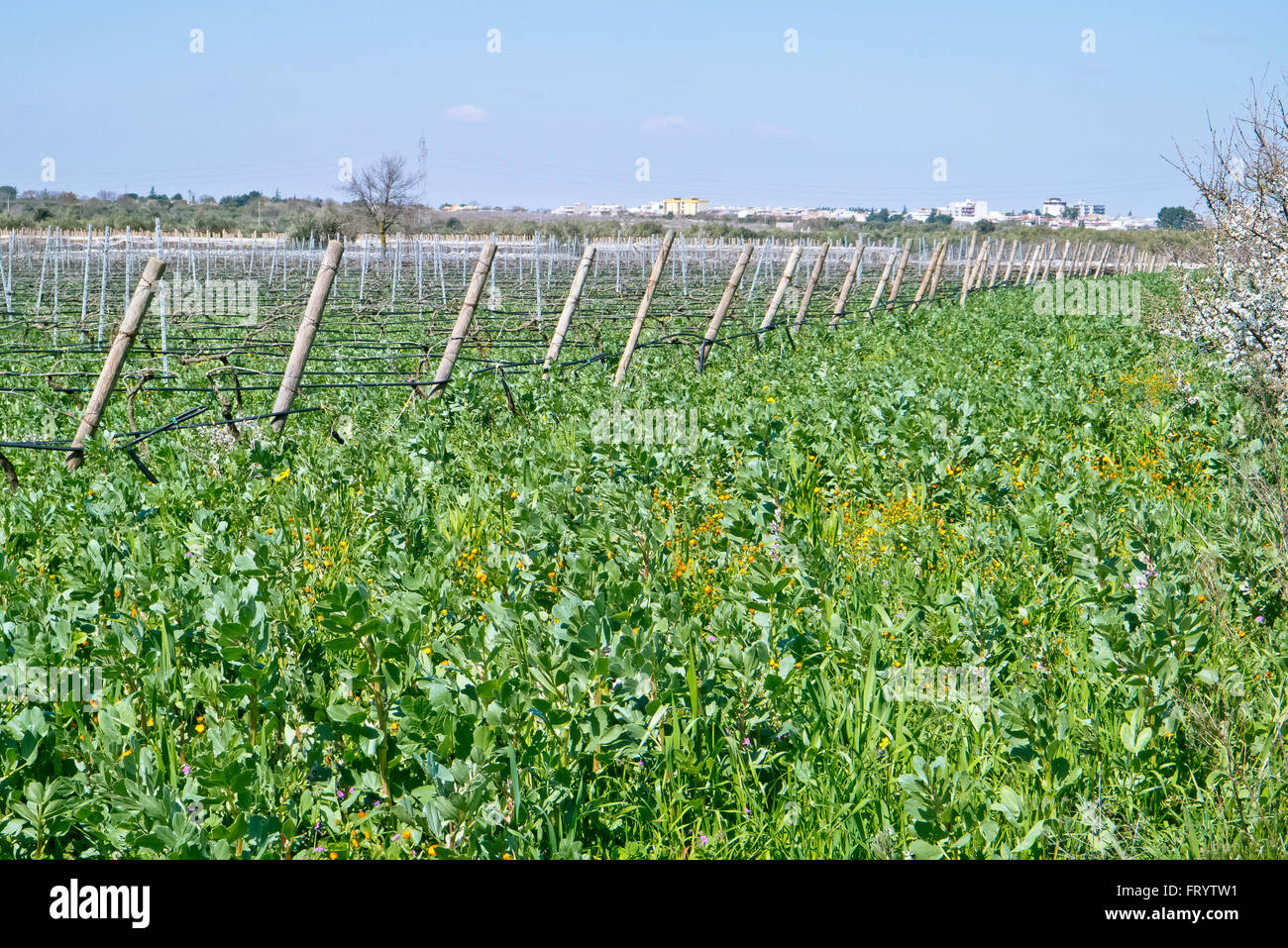 Bio weinberg wachsen in der heißen Sonne des Frühlings in Apulien. Stockfoto