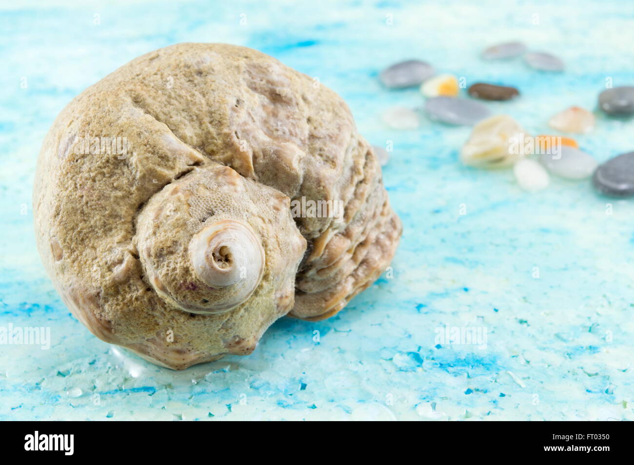 Interessante Muschel hautnah Stockfoto