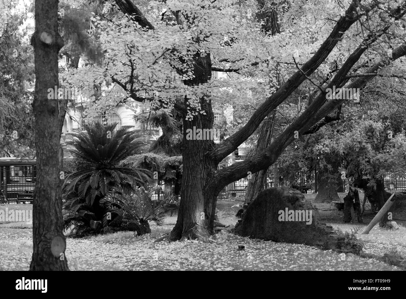 Schwarz-weiß Botanischer Garten, Buenos Aires Stockfoto