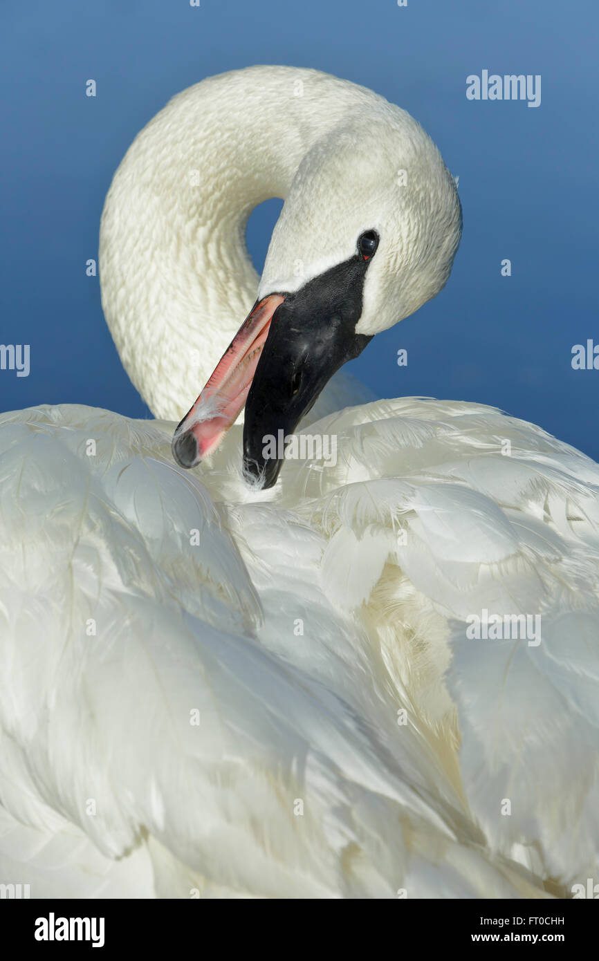 Trompeter Schwan putzen Federn am Rand von Esquimalt Lagoon-Victoria, British Columbia, Kanada. Stockfoto