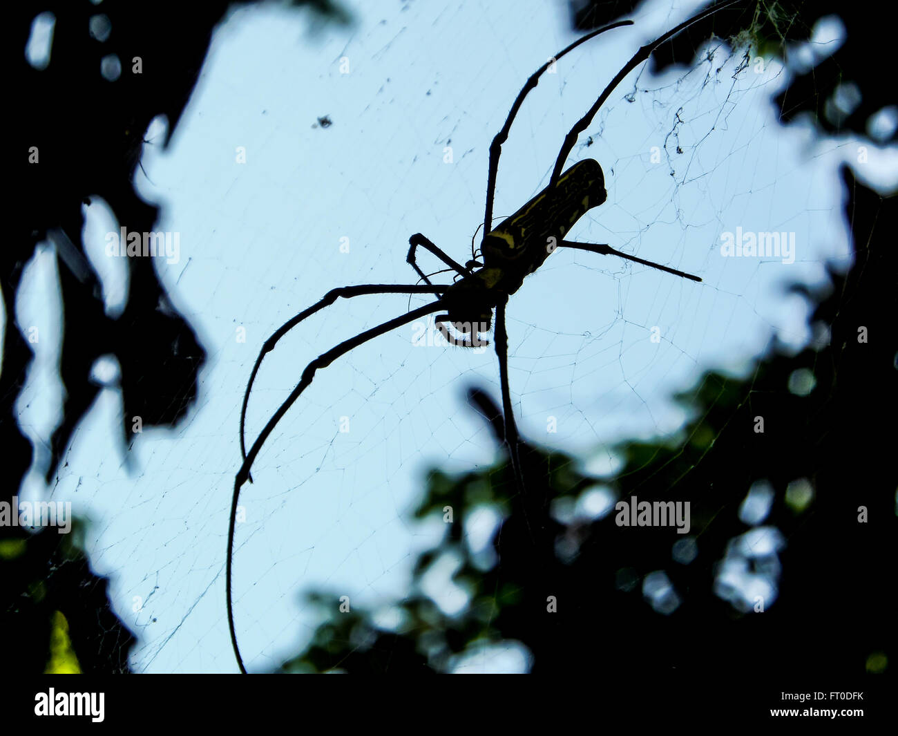 Schwarze und gelbe Spinne und schwarzen langen Beinen stehen im Web In der Luft Stockfoto
