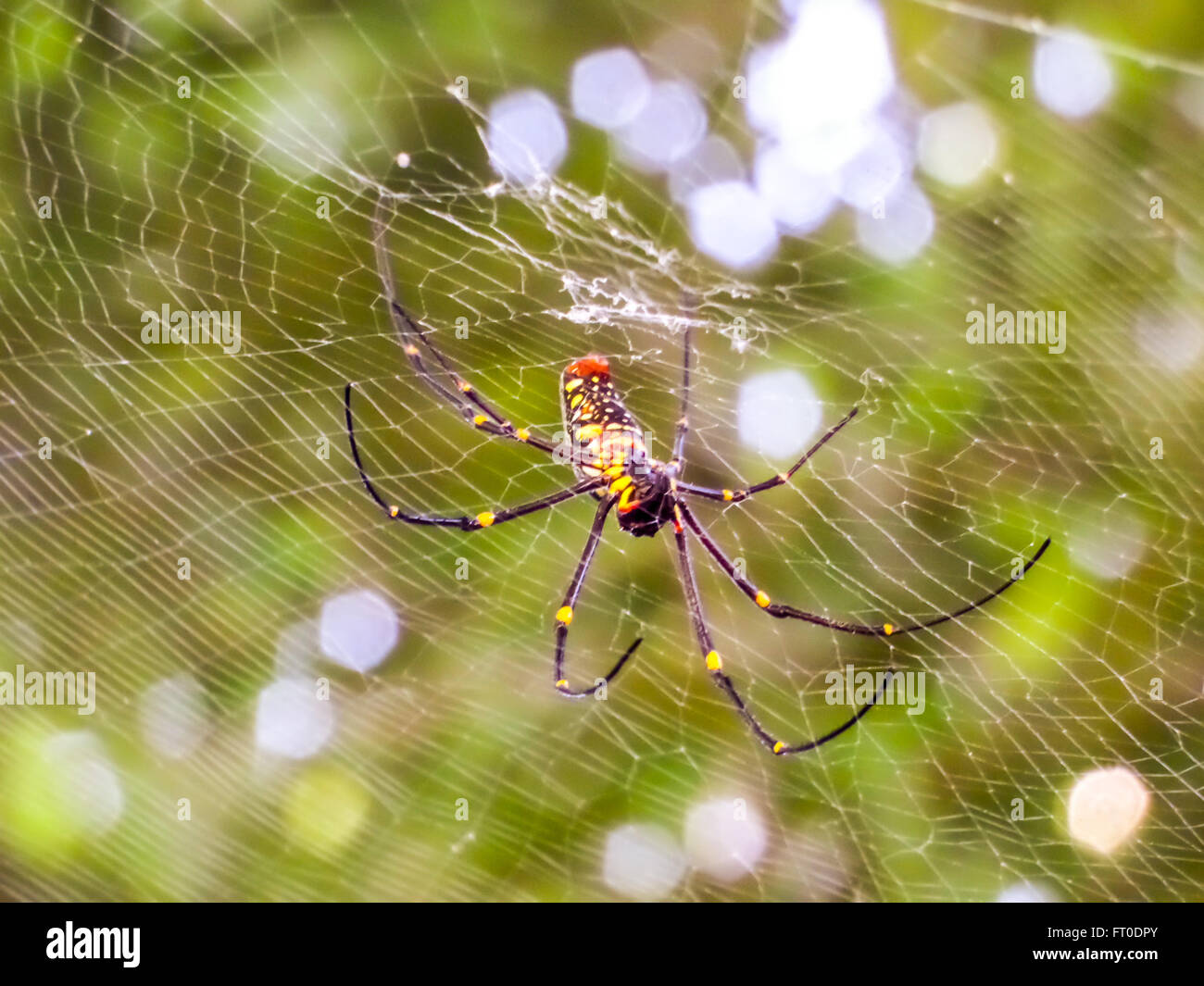 Schwarze und gelbe Spinne und schwarzen langen Beinen auf Bokeh Webhintergrund Stockfoto