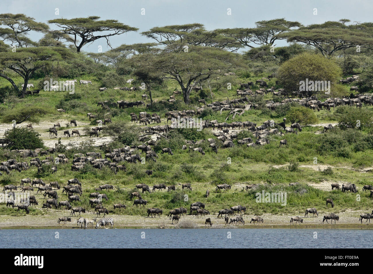 Gnus und Zebras grasen auf Hügel, Ngorongoro Conservation Area (Ndutu), Tansania Stockfoto