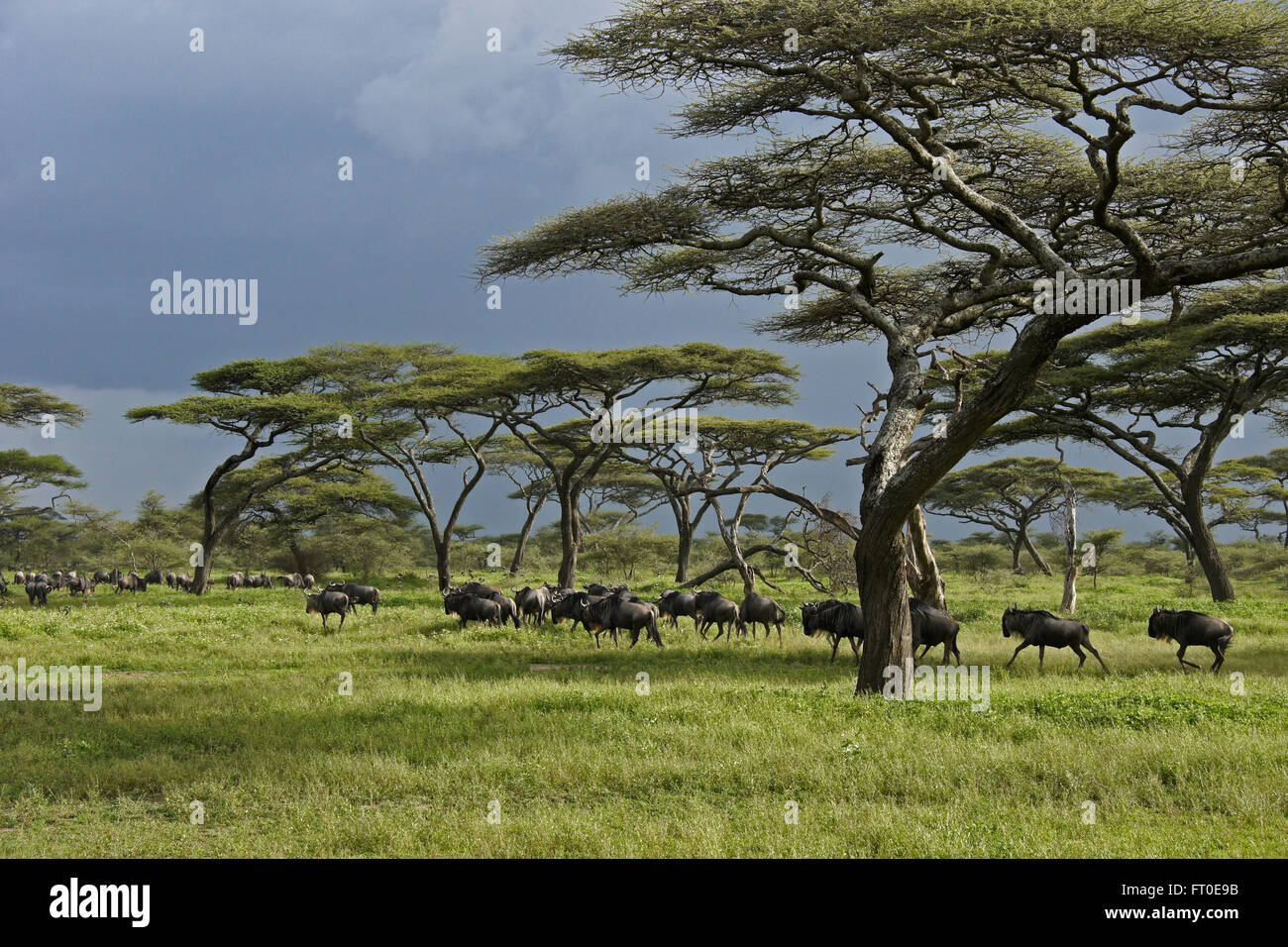 Gnus durch Akazien, Ngorongoro Conservation Area (Ndutu), Tansania Stockfoto