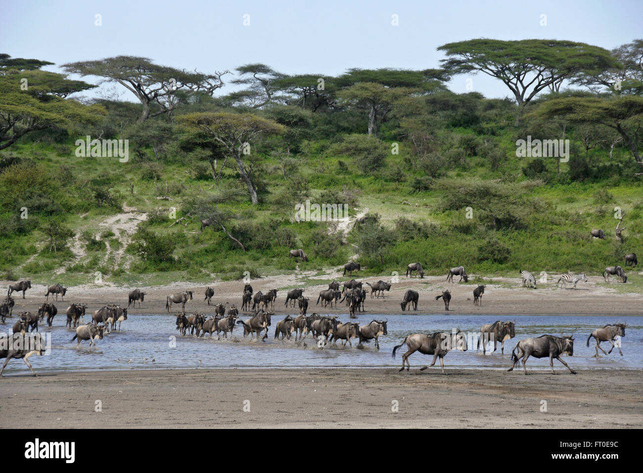 Gnus durchqueren Wassers, Ngorongoro Conservation Area (Ndutu), Tansania Stockfoto