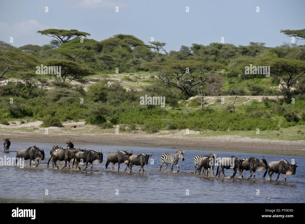 Gnus und Zebras crossing Wasser, Ngorongoro Conservation Area (Ndutu), Tansania Stockfoto