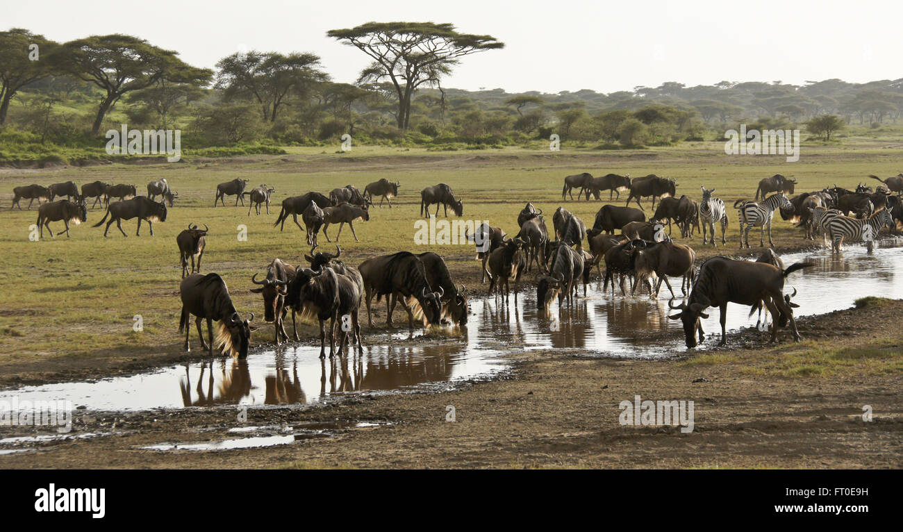 Gnus und Zebras trinken, Ngorongoro Conservation Area (Ndutu), Tansania Stockfoto