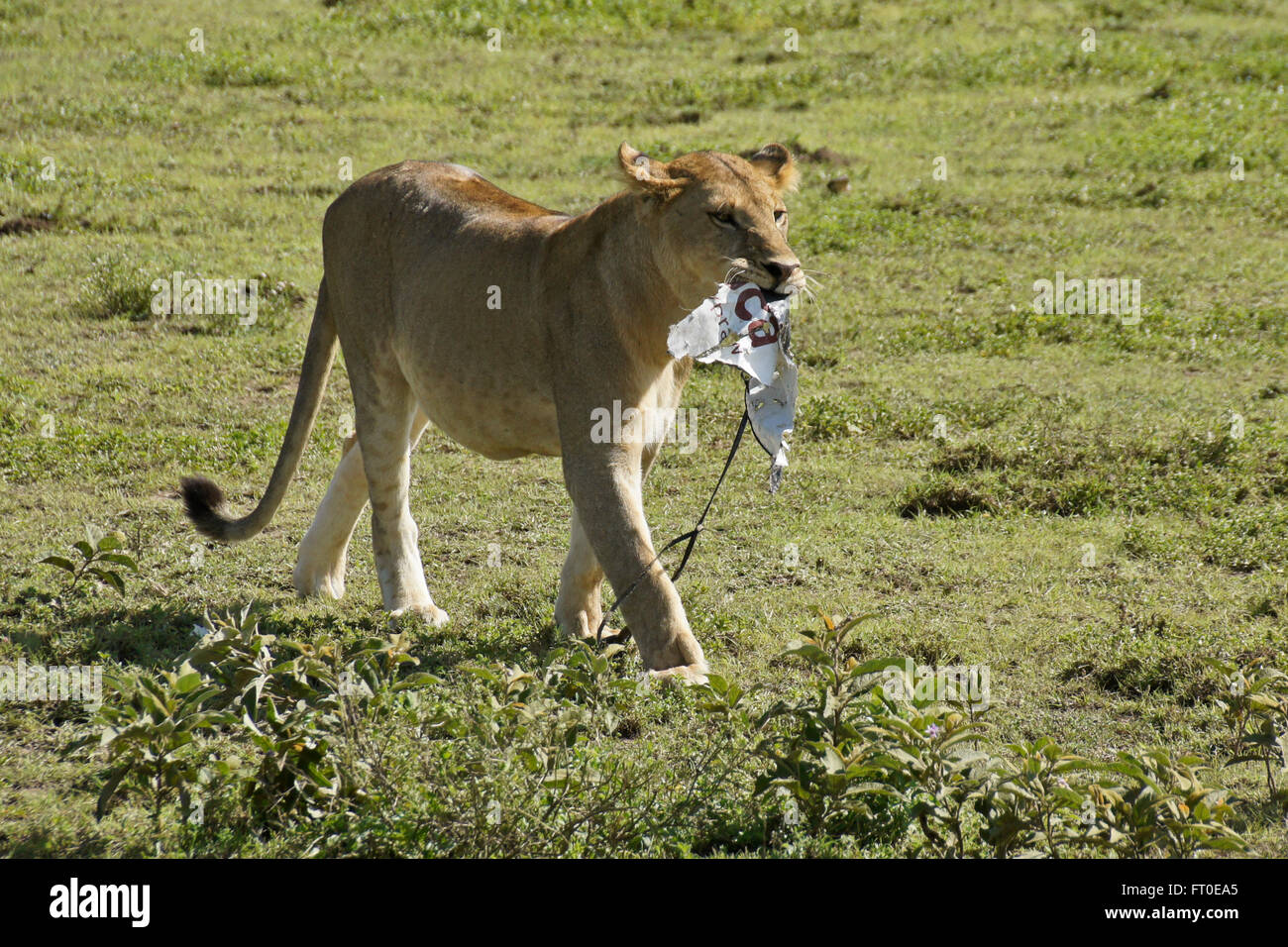 Junger Löwe tragen ein Stück Abfall, Ngorongoro Conservation Area (Ndutu), Tansania Stockfoto