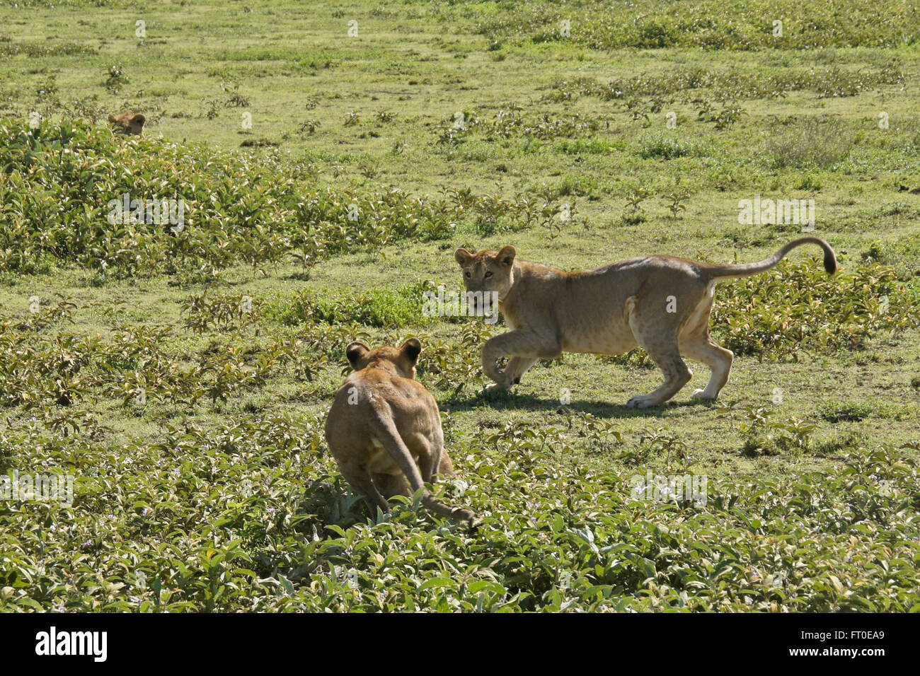 Löwenbabys spielen, Ngorongoro Conservation Area (Ndutu), Tansania Stockfoto