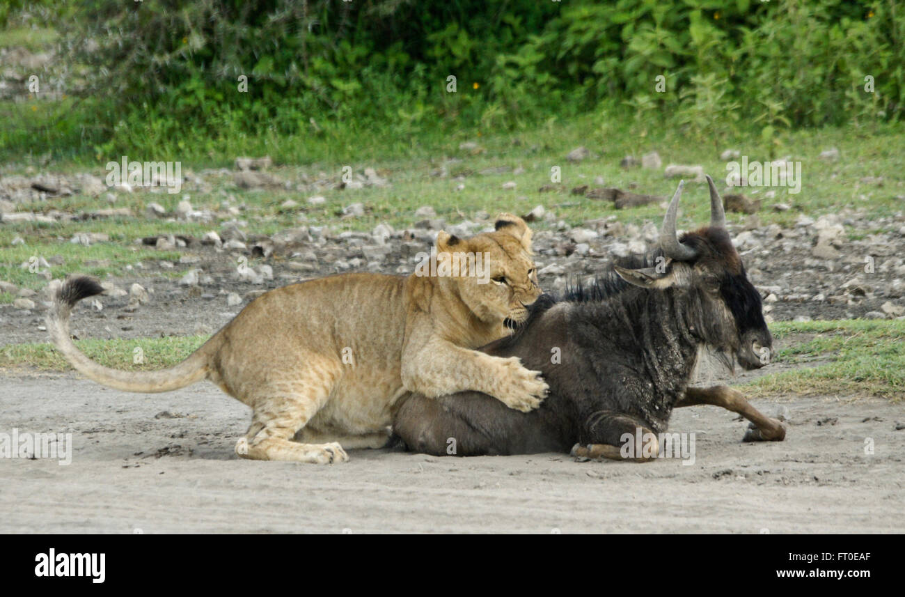 Junger Löwe mit Kranken jungen Gnus, Ngorongoro Conservation Area (Ndutu), Tansania Stockfoto