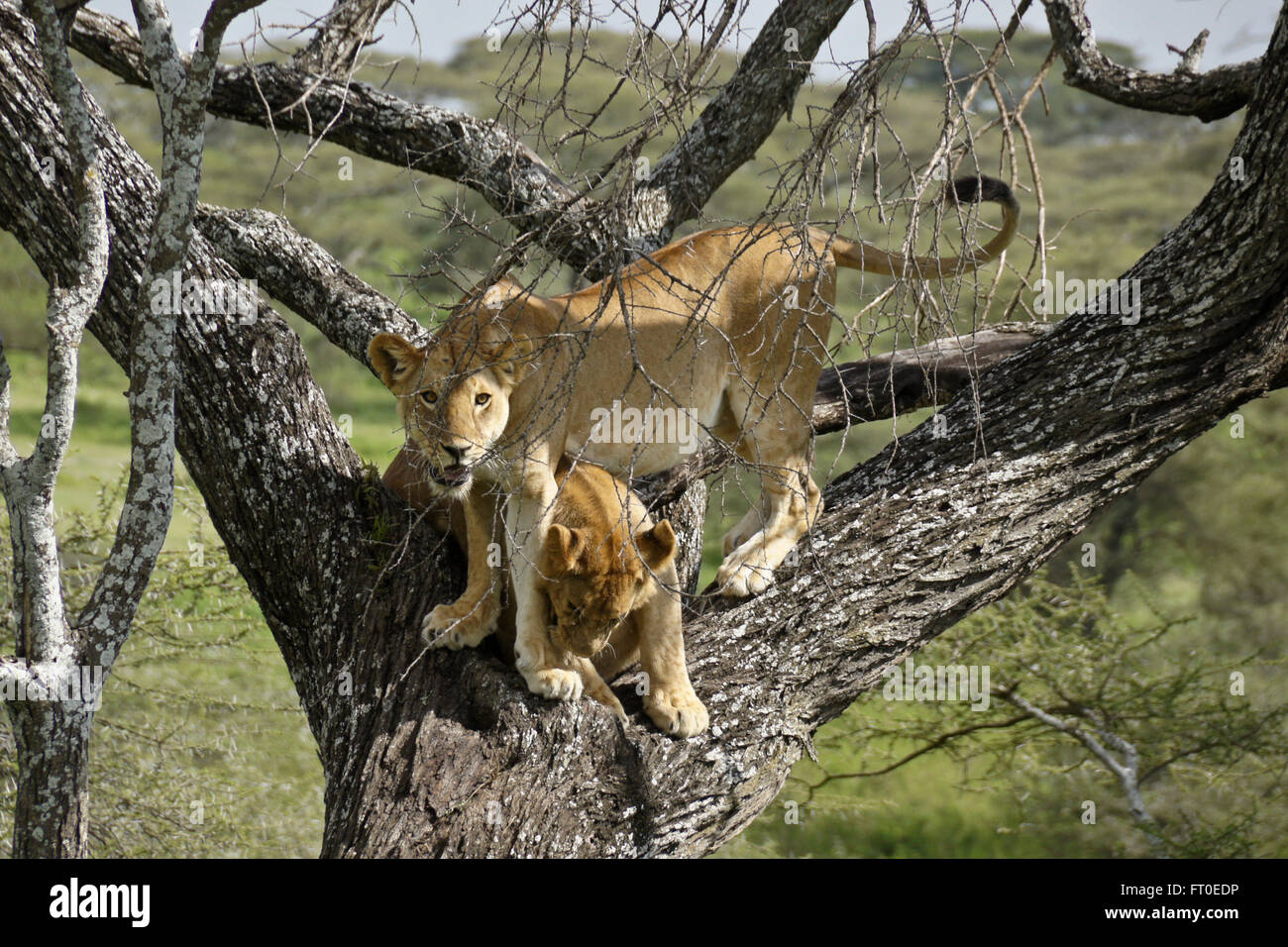 Löwen im Baum, Ngorongoro Conservation Area (Ndutu), Tansania Stockfoto