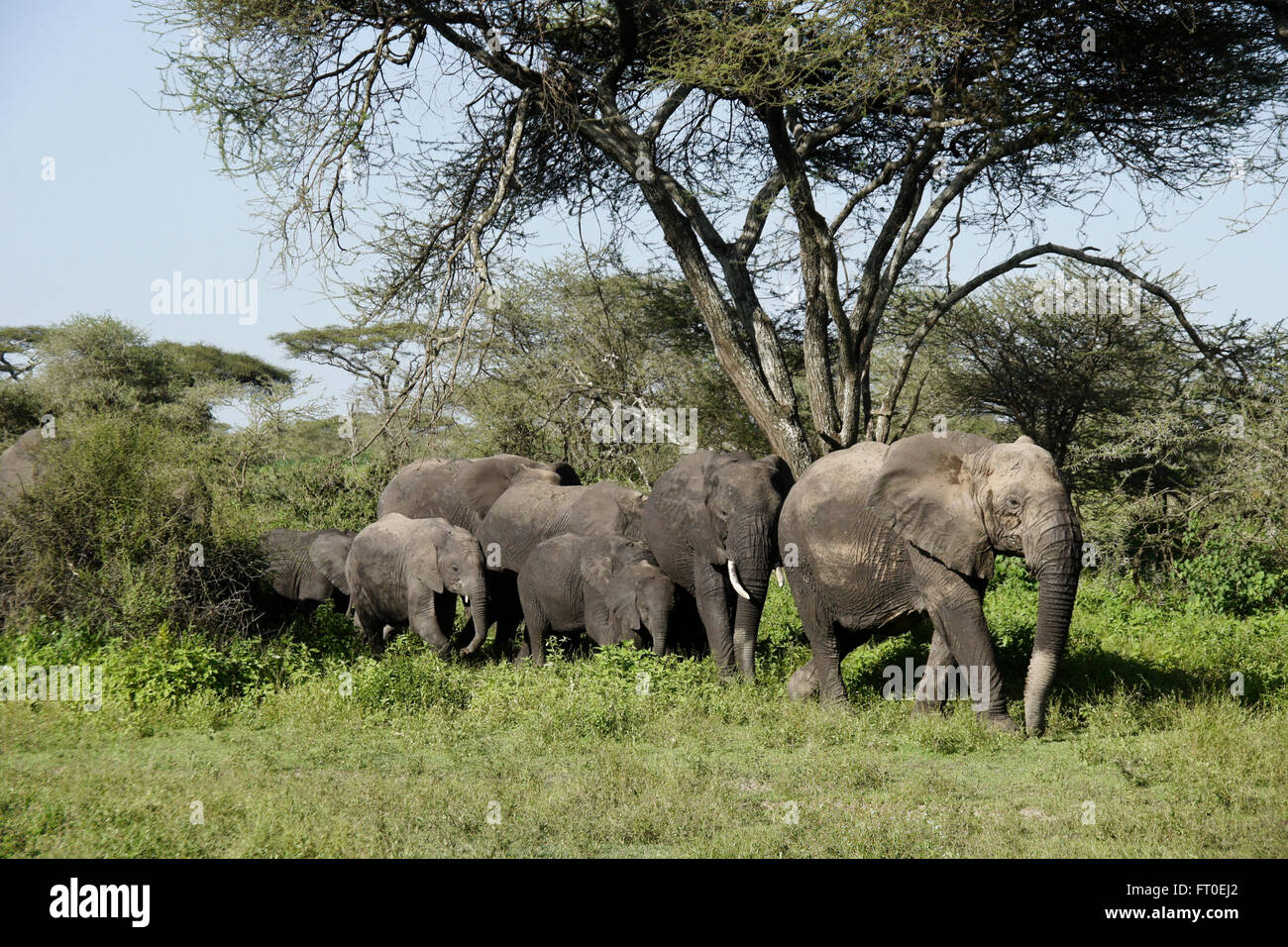 Herde von Elefanten kommen durch Akazien, Ngorongoro Conservation Area (Ndutu), Tansania Stockfoto