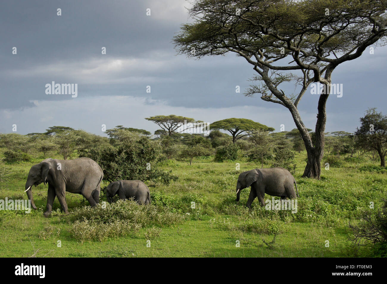 Elefanten und Akazien während der Regenzeit, Ngorongoro Conservation Area (Ndutu), Tansania Stockfoto