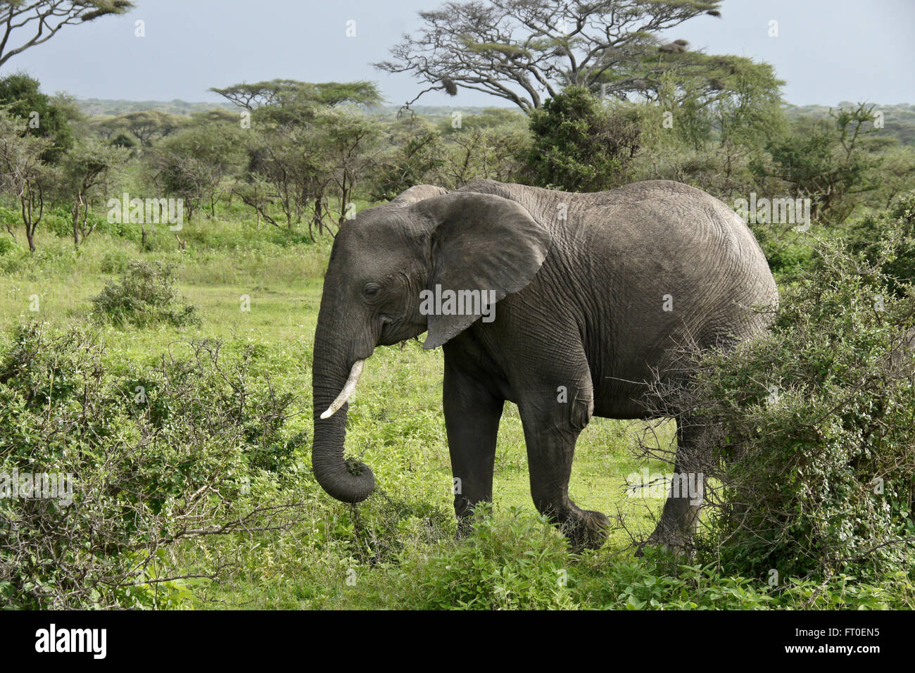 Elefanten und Akazien während der Regenzeit, Ngorongoro Conservation Area (Ndutu), Tansania Stockfoto