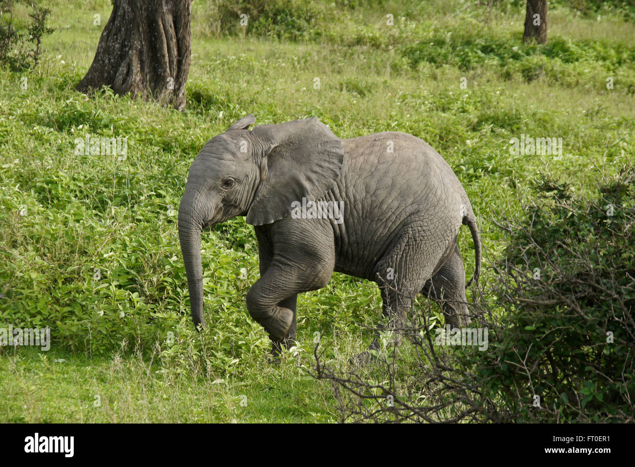 Elefant Kalb, Ngorongoro Conservation Area (Ndutu), Tansania Stockfoto