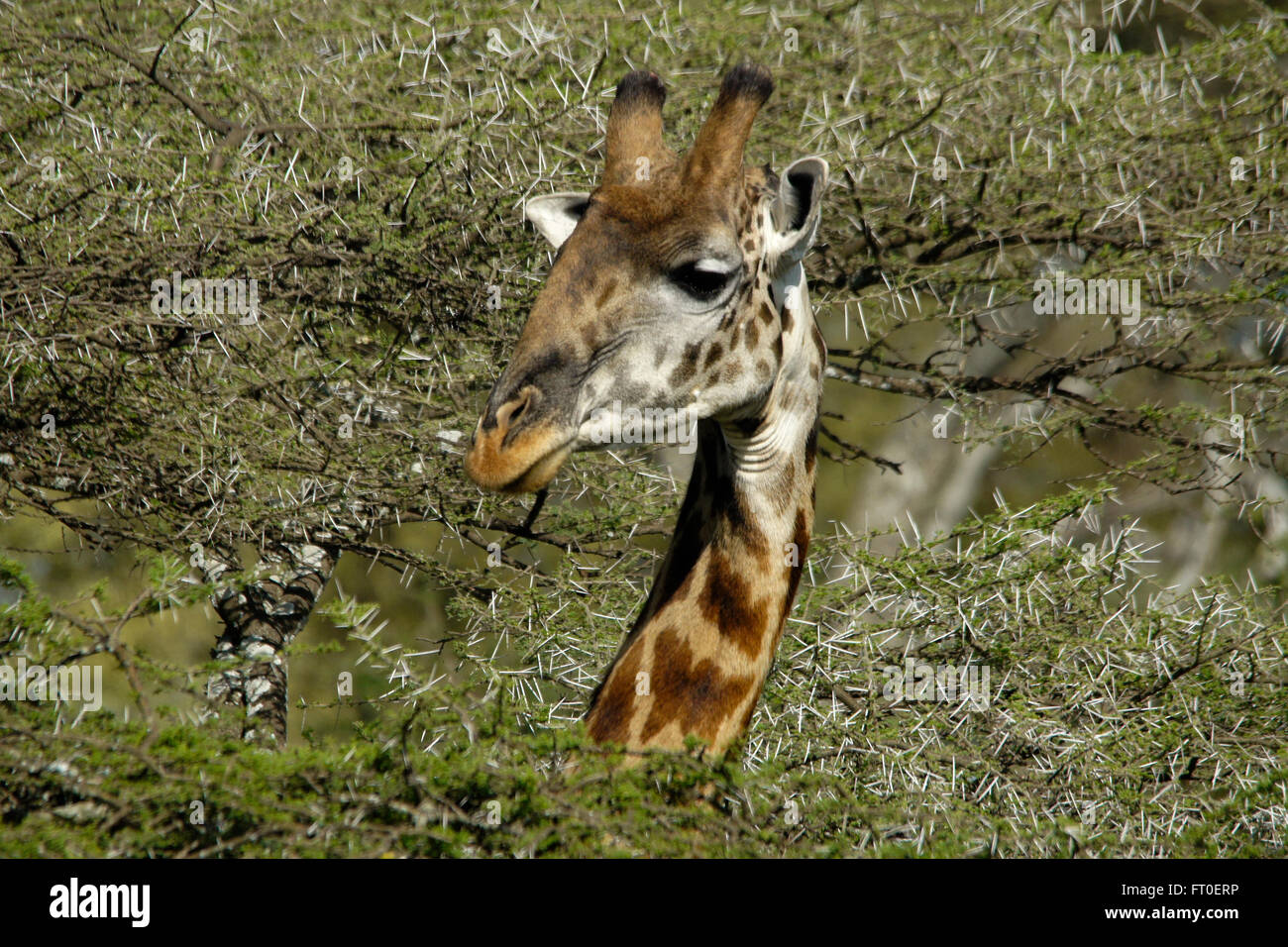 Masai Giraffe Kopf aus dornige Akazie, Ngorongoro Conservation Area (Ndutu), Tansania Stockfoto
