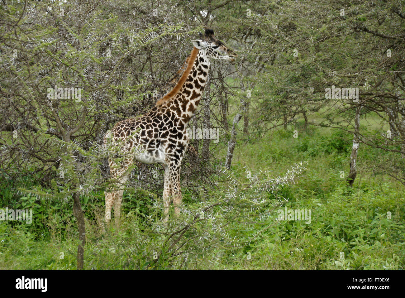 Junge Masai Giraffe unter Akazien, Ngorongoro Conservation Area (Ndutu), Tansania Stockfoto