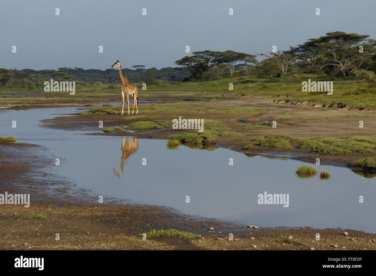 Masai-Giraffe spiegelt sich im Teich, Ngorongoro Conservation Area (Ndutu), Tansania Stockfoto