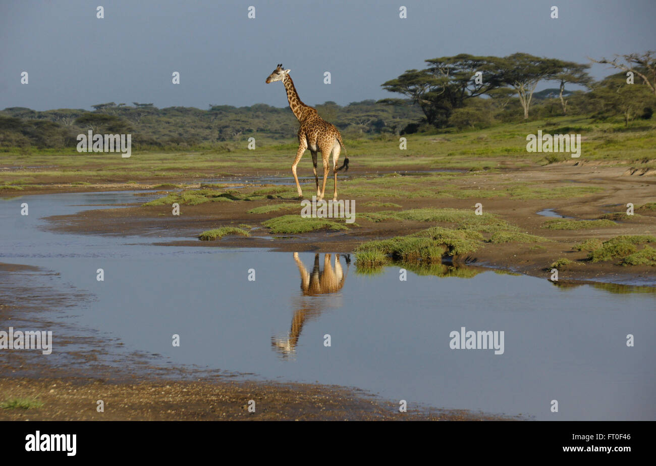 Masai-Giraffe spiegelt sich im Teich, Ngorongoro Conservation Area (Ndutu), Tansania Stockfoto