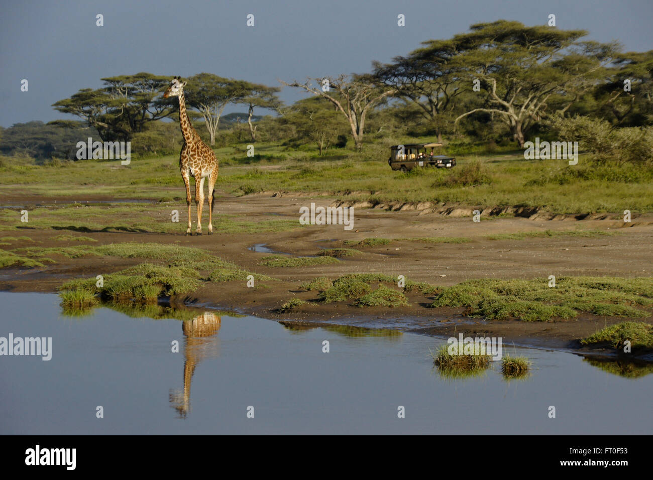 Masai-Giraffe spiegelt sich im Teich mit Safari-Fahrzeug im Hintergrund (Ndutu), Ngorongoro Conservation Area, Tansania Stockfoto