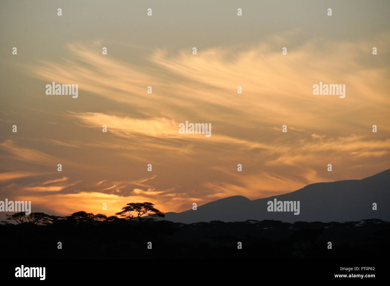 Cirruswolken und Akazien bei Sonnenaufgang, Ngorongoro Conservation Area (Ndutu), Tansania Stockfoto