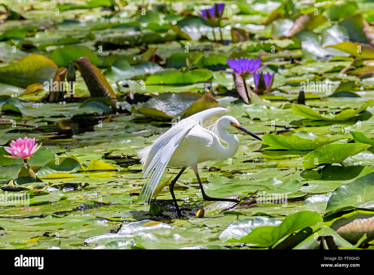 Silberreiher waten zwischen Seerosen Stockfoto