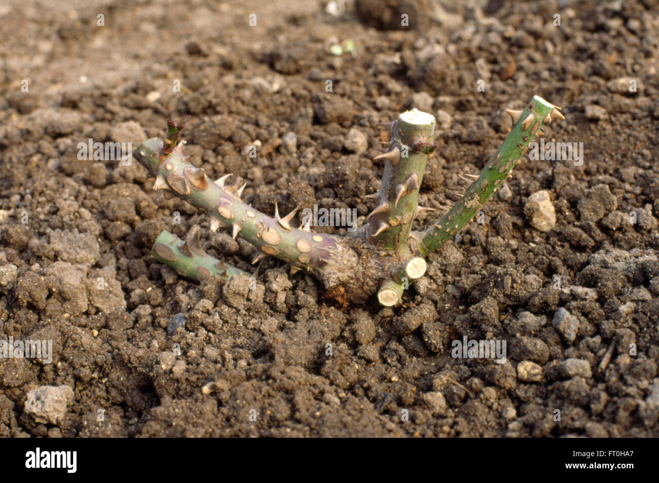 Nahaufnahme einer Rose neu beschnitten Stockfoto