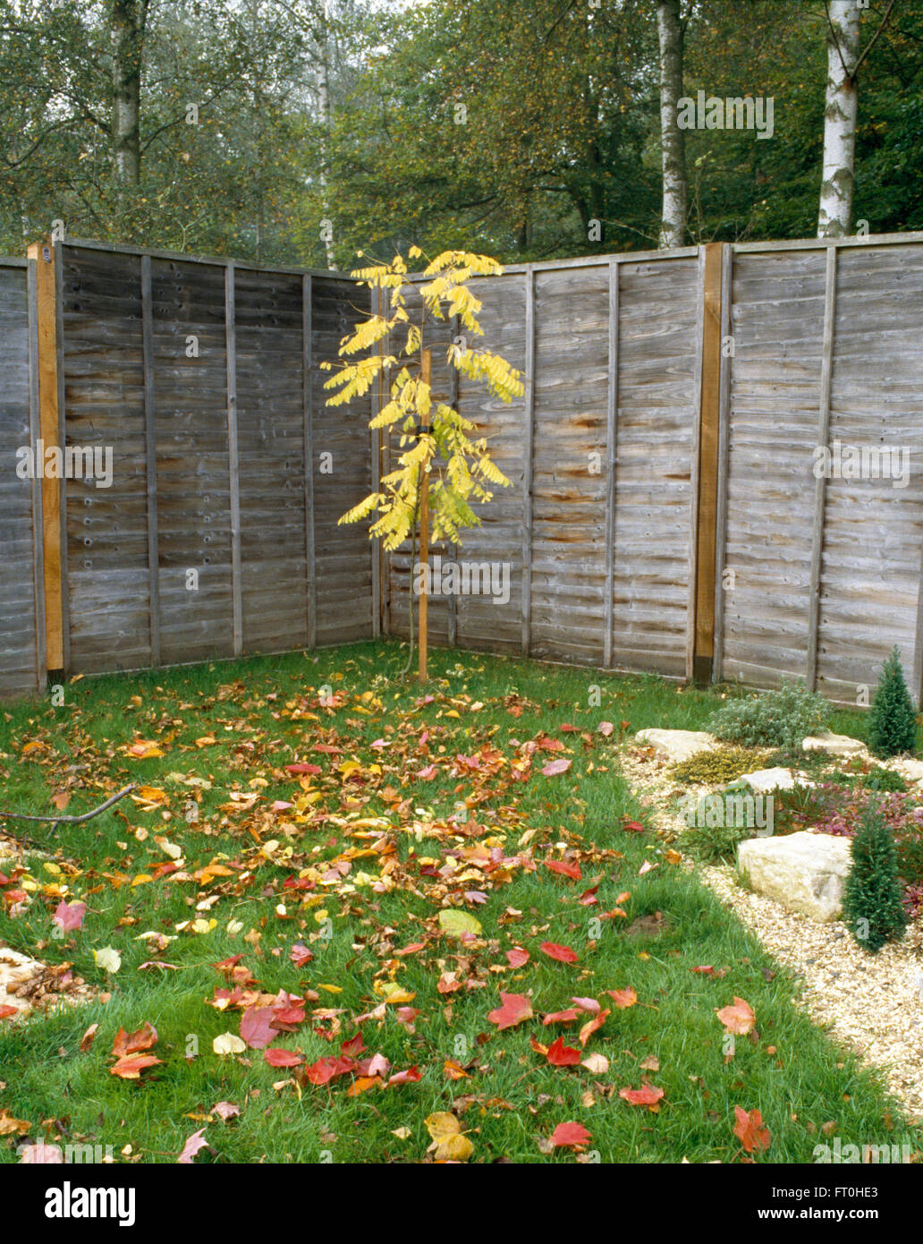 Hölzernen Zaun um eine Rasenfläche mit Herbst Blätter und ein kleiner Baum Stockfoto