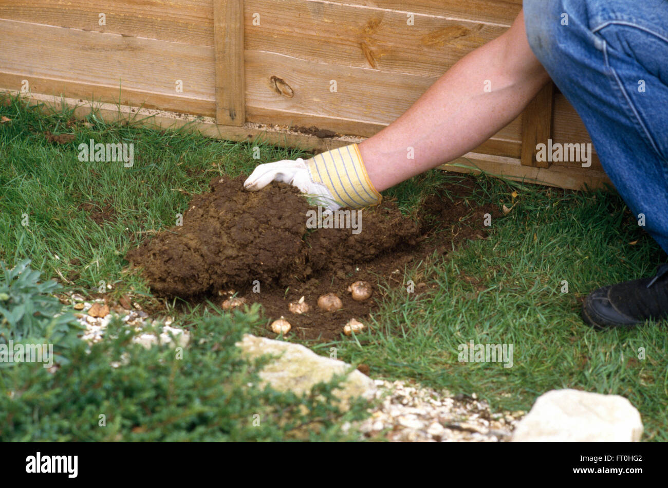 Nahaufnahme der Rollback Rasen und eine Hand, die Blumenzwiebeln in den Rasen Pflanzen Stockfoto