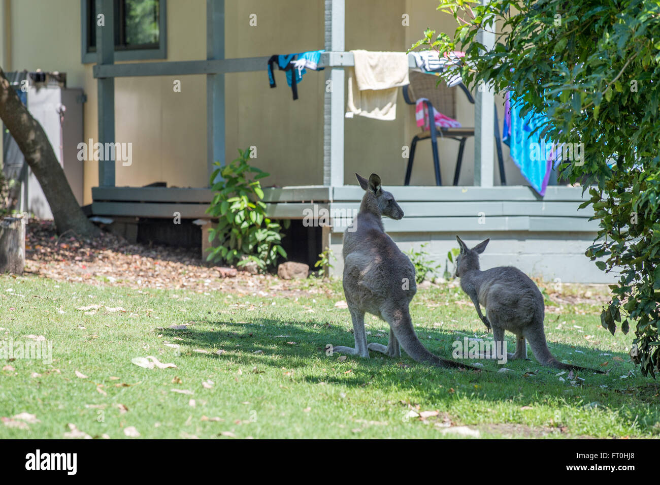 Neugierig Kängurus besuchen einen Garten in Pebbly Beach, New South Wales, Australien Stockfoto