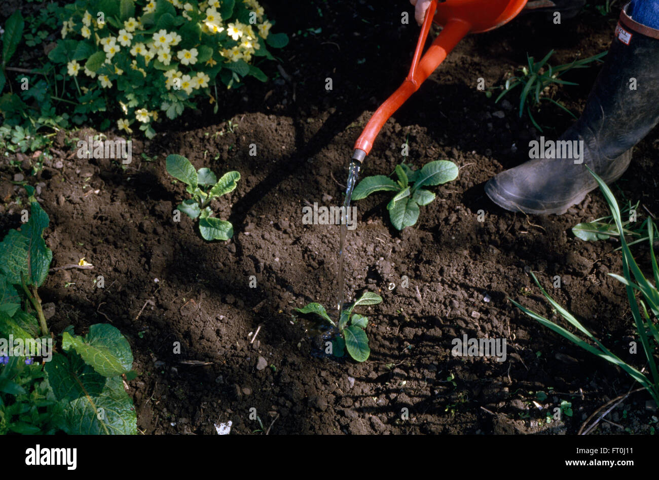 Nahaufnahme eines Gärtners Bewässerung in Neuanlagen Stockfoto