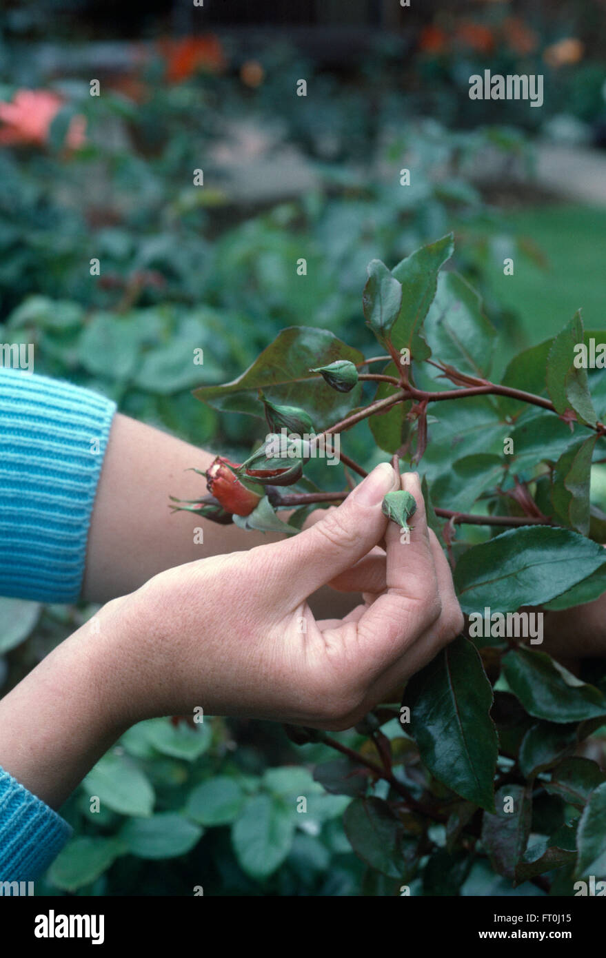 Nahaufnahme der Hände Überprüfung eine Rosenknospe für Blattläuse Stockfoto