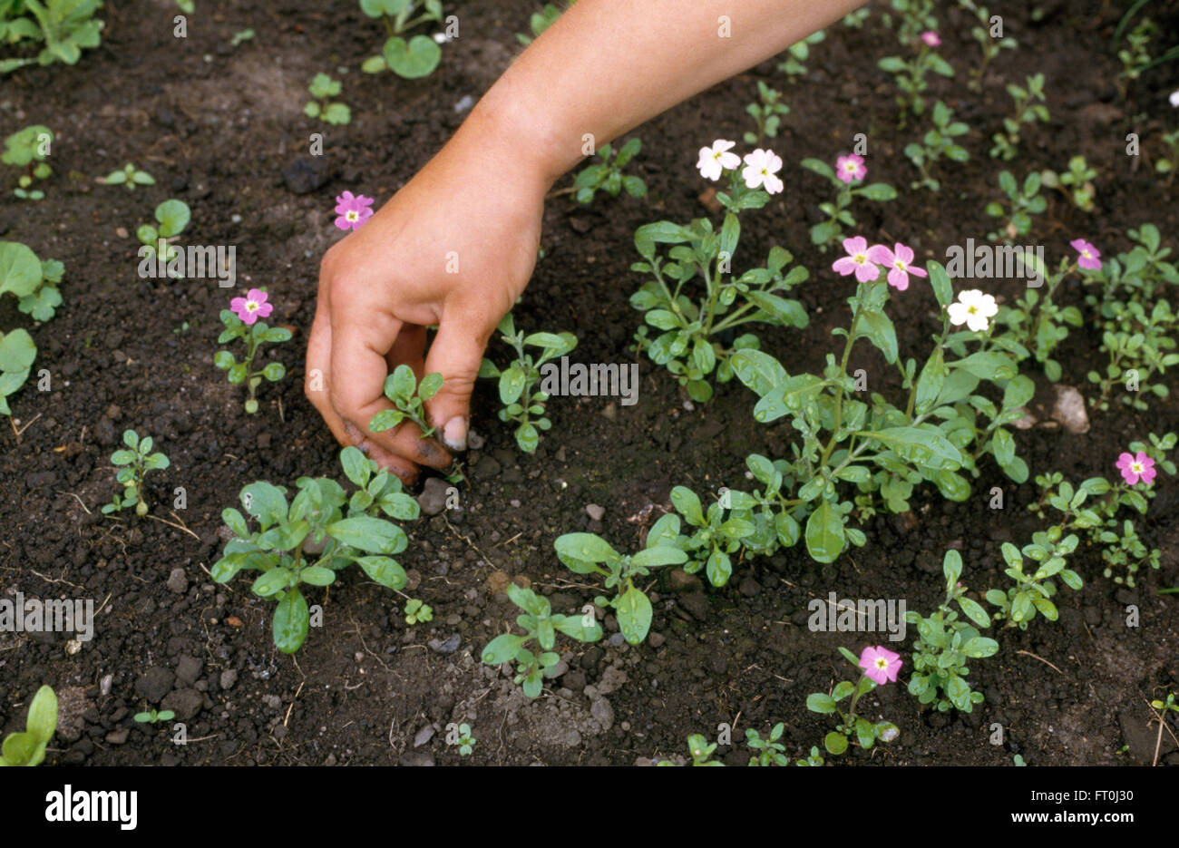 Nahaufnahme der Hand stechen, Nacht-duftenden Lager Sämlinge Stockfoto