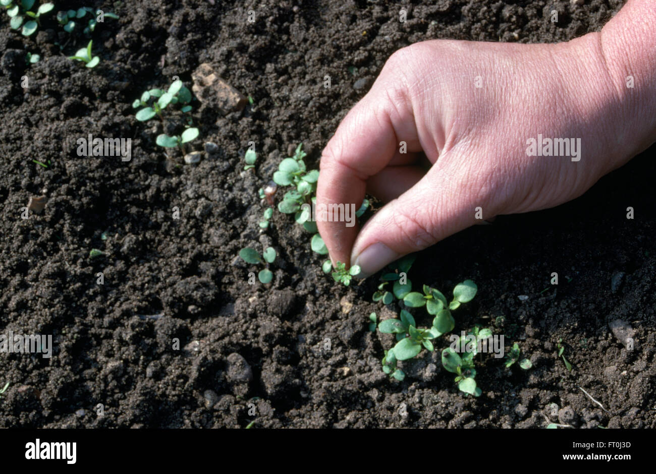 Nahaufnahme einer Hand stechen aus einer Reihe von Sämlingen Stockfoto