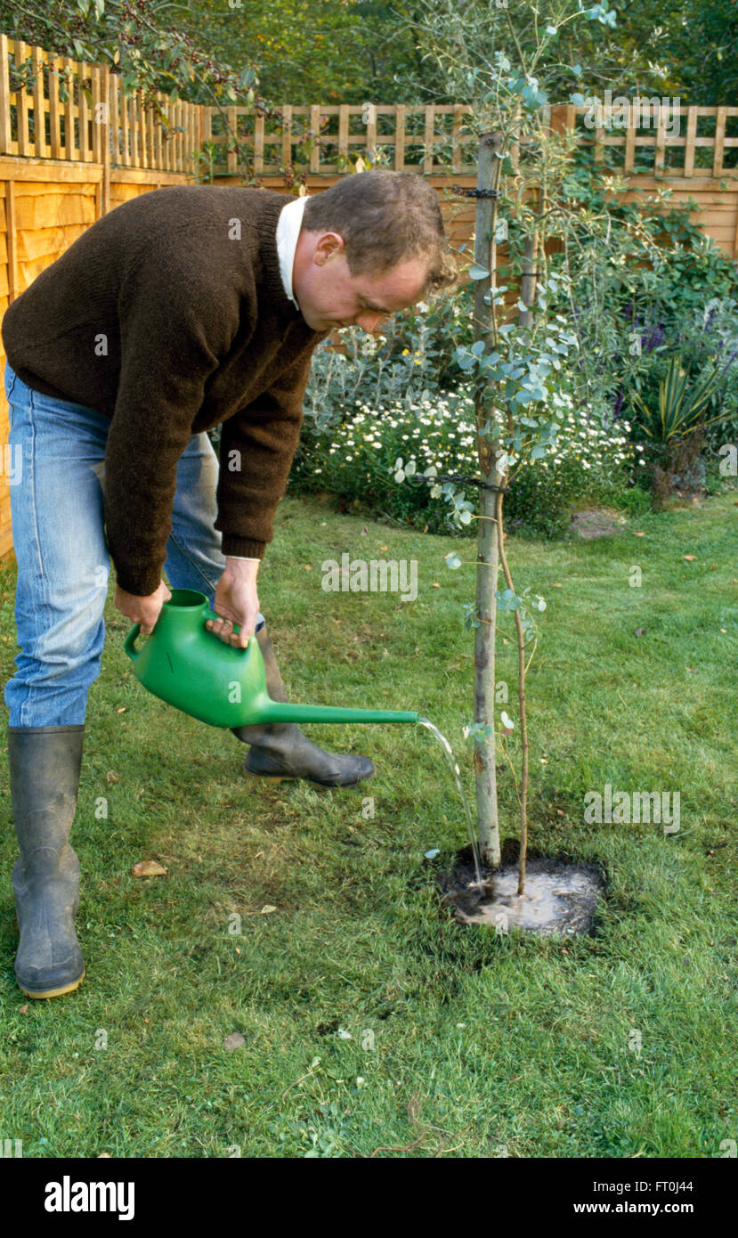 Gärtner in einem neu gepflanzten Baum in einem Rasen für redaktionelle Verwendung nur gießen Stockfoto