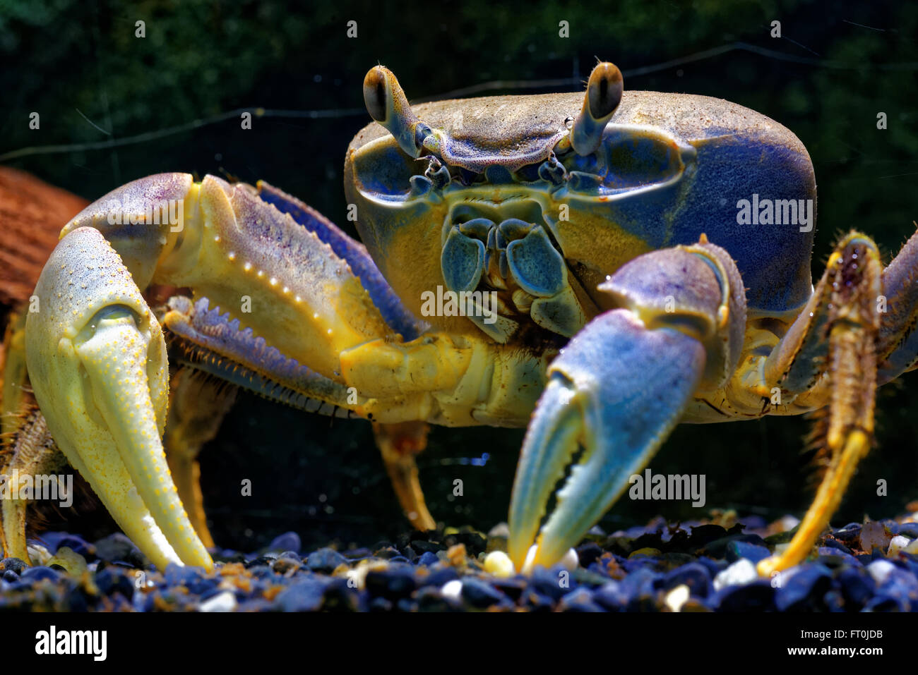 Regenbogen-Krabbe (Cardisoma Armatum) ist eine Art von terrestrischen Krabben. Stockfoto