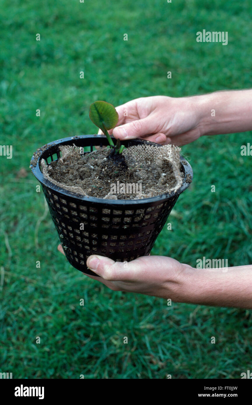 Nahaufnahme der Hände hochhalten Wasserpflanze eine Topfpflanze Stockfoto