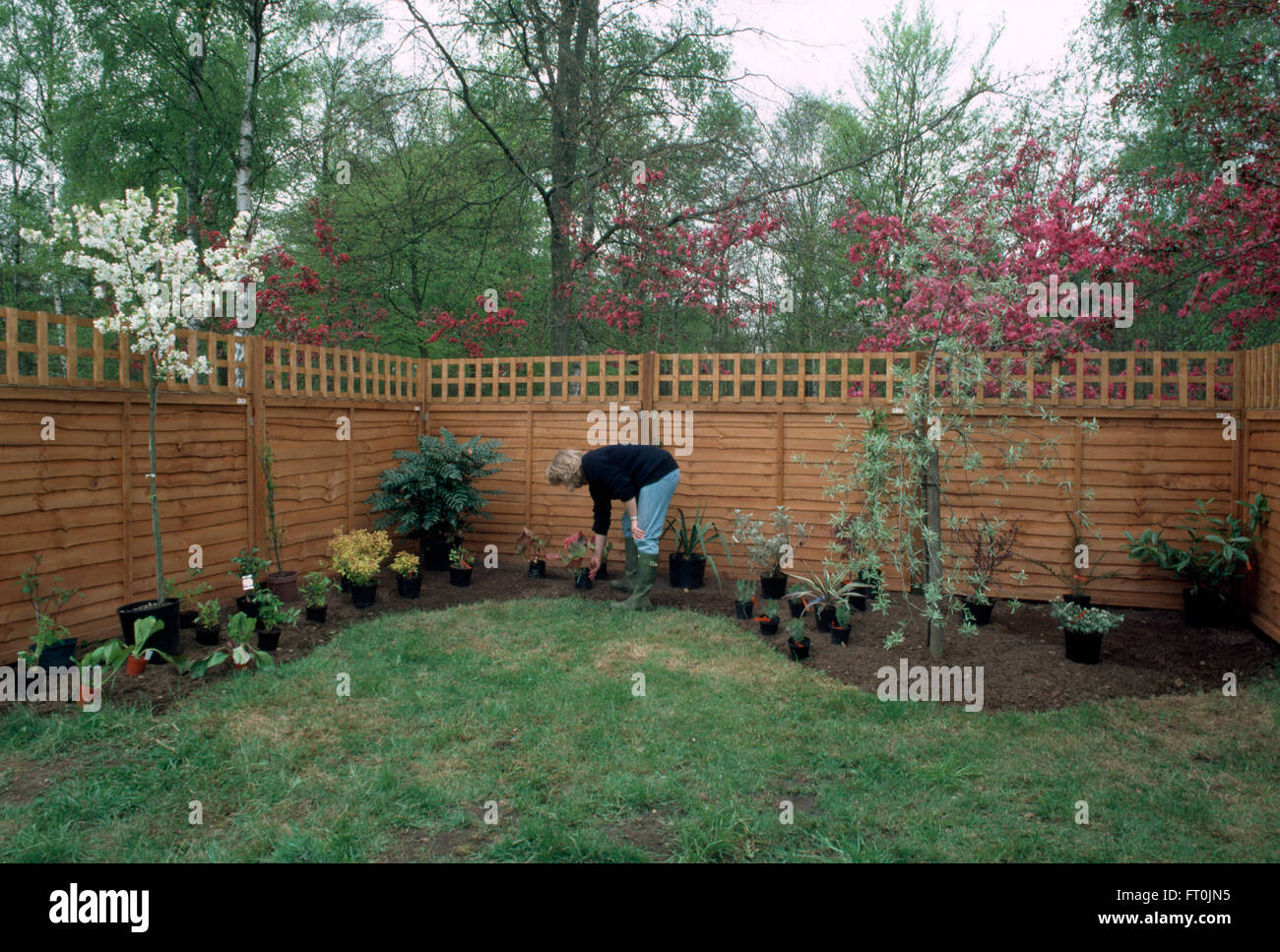 Frau Pflanzen Sträucher in einen Rahmen in einem neu renovierten Garten für nur zur redaktionellen Nutzung Stockfoto