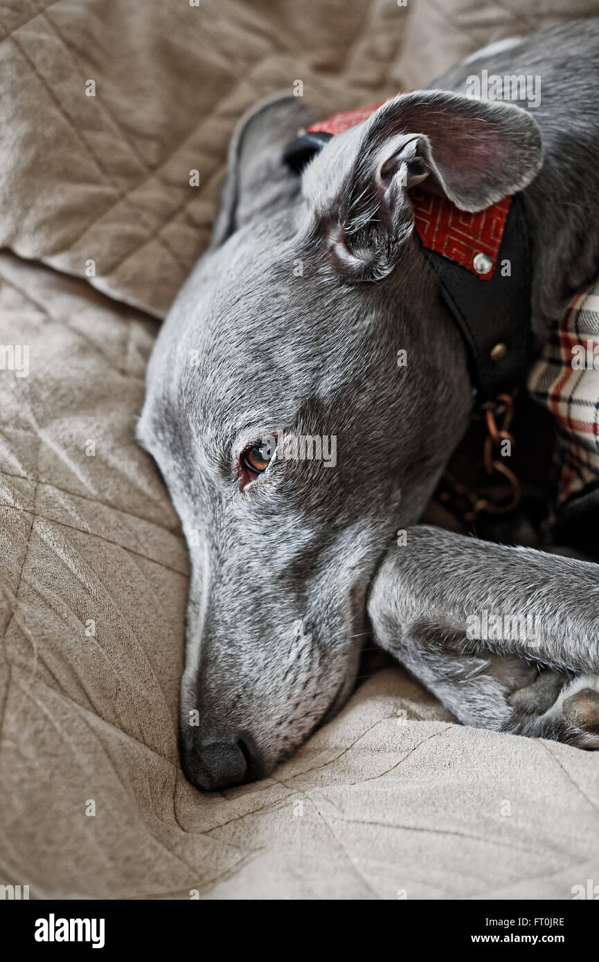 Lomo Effekt Filmporträt eines grauen Whippet-Hundes. Flache d o f Stockfoto