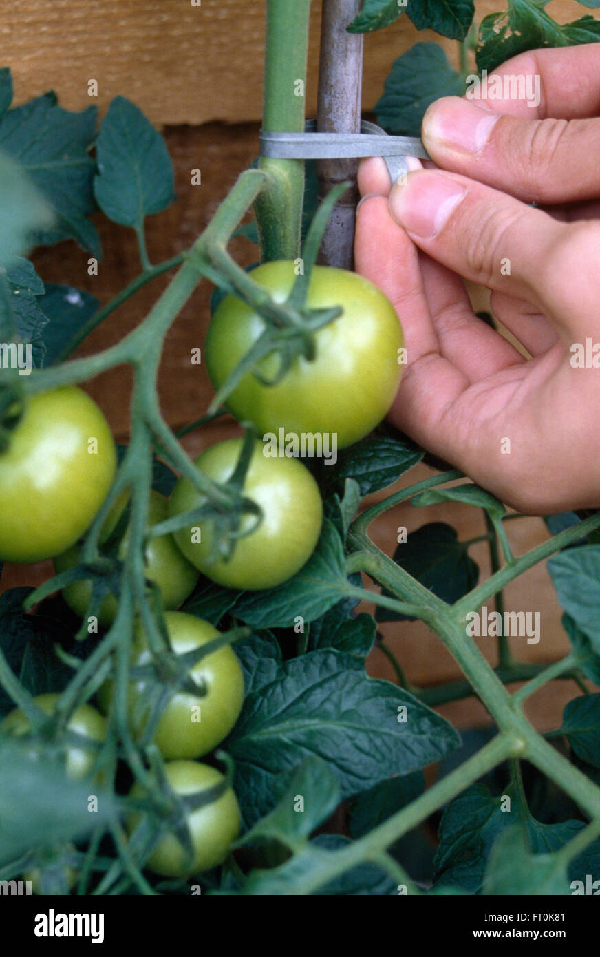 Nahaufnahme der Hände in grüne Tomaten zu einem Bambus-Pfahl binden Stockfoto