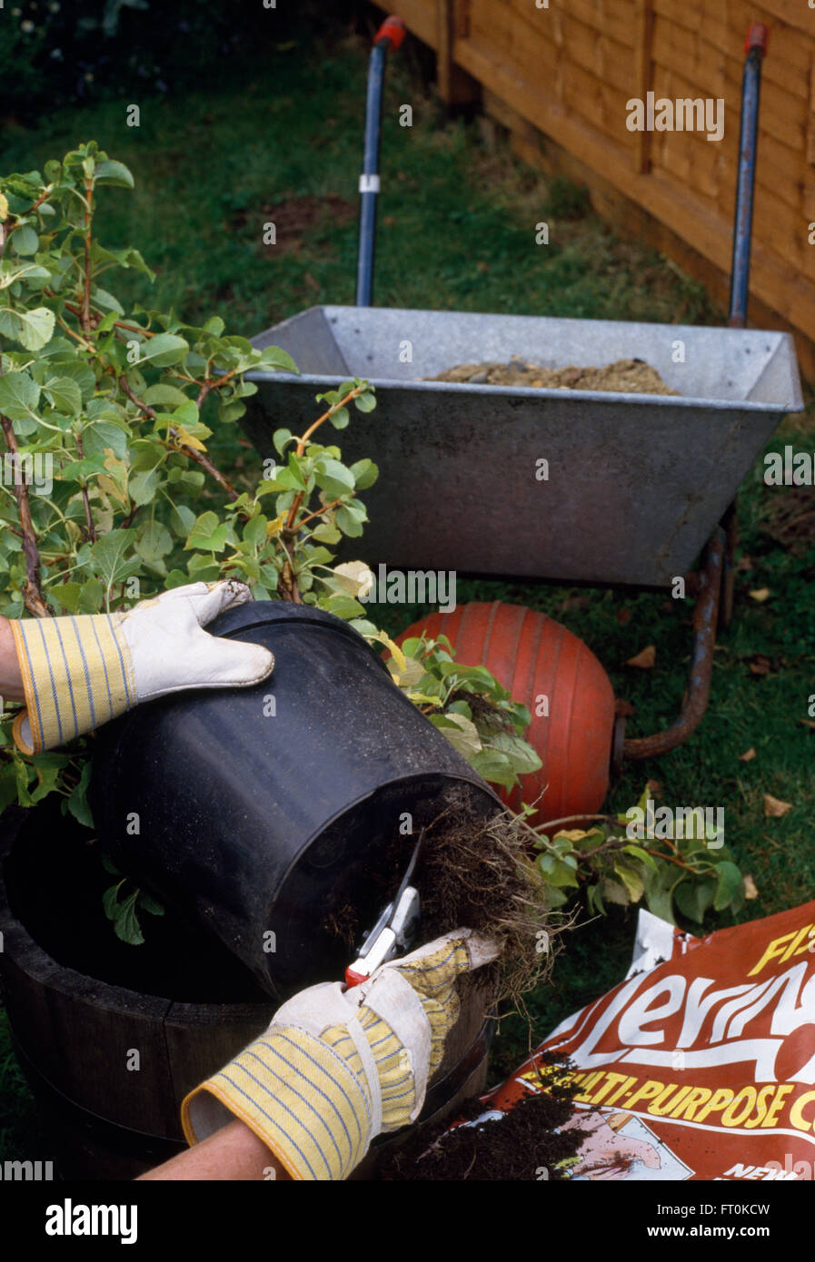 Nahaufnahme von Händen entfernen eine Hortensie aus einem Kunststoff-Topf vor dem Einpflanzen in ein neues Bett Stockfoto