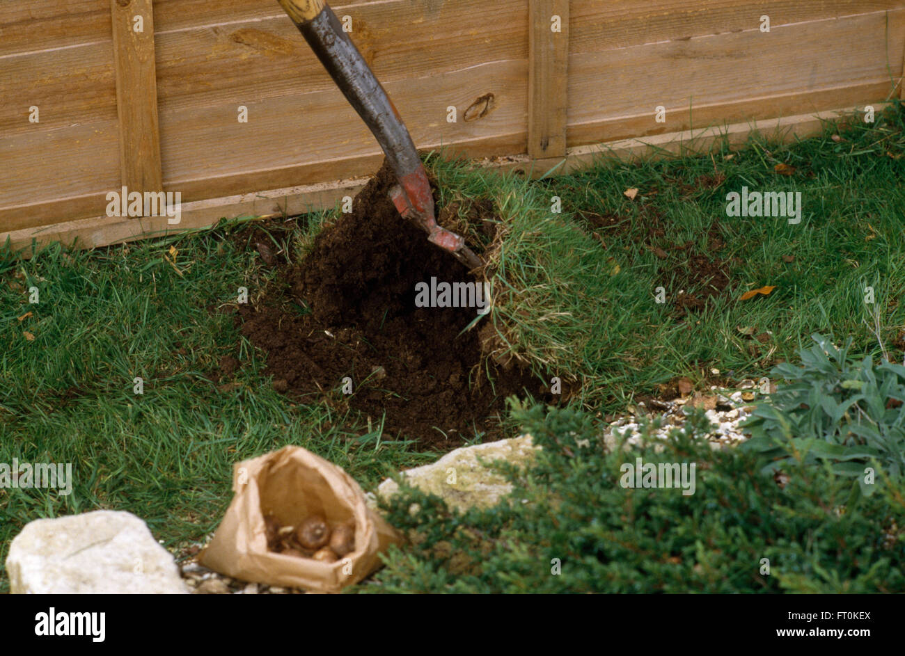 Nahaufnahme eines Spatens gräbt Rasen vor dem Einpflanzen von Blumenzwiebeln im Rasen Stockfoto