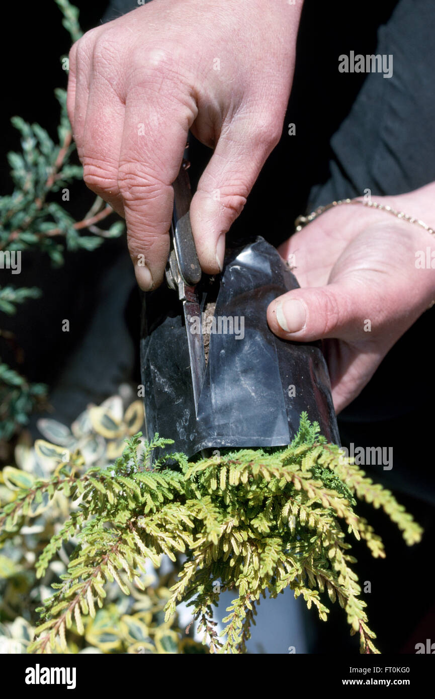 Nahaufnahme der Hände schneiden schwarze Plastik rund um eine kleine Pflanze Stockfoto