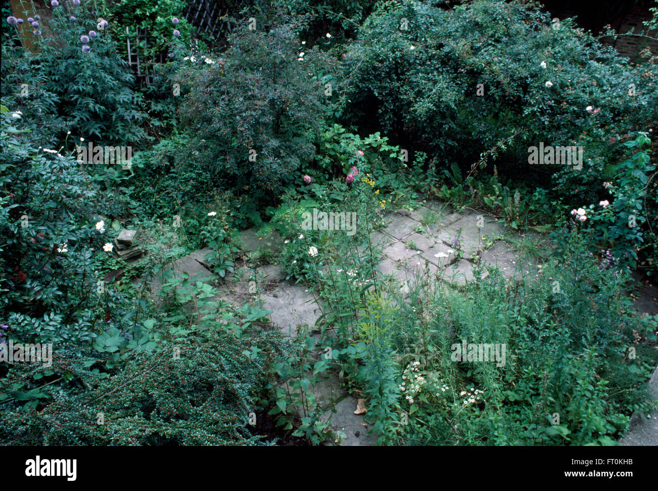 Vogelauge Ansicht eines verwilderten Gartens vor dem Umbau Stockfoto