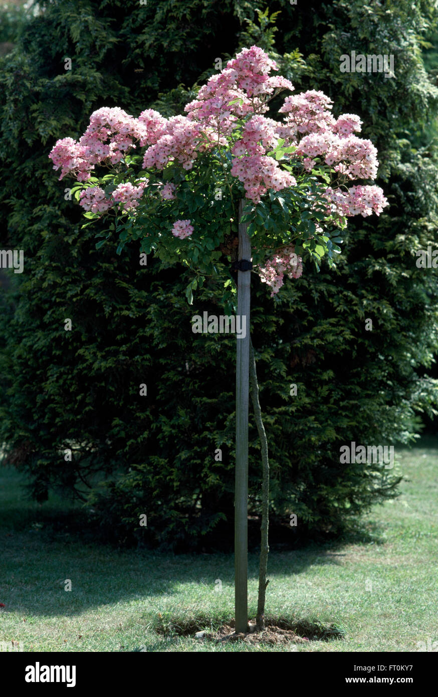 Rosenbaum -Fotos und -Bildmaterial in hoher Auflösung – Alamy