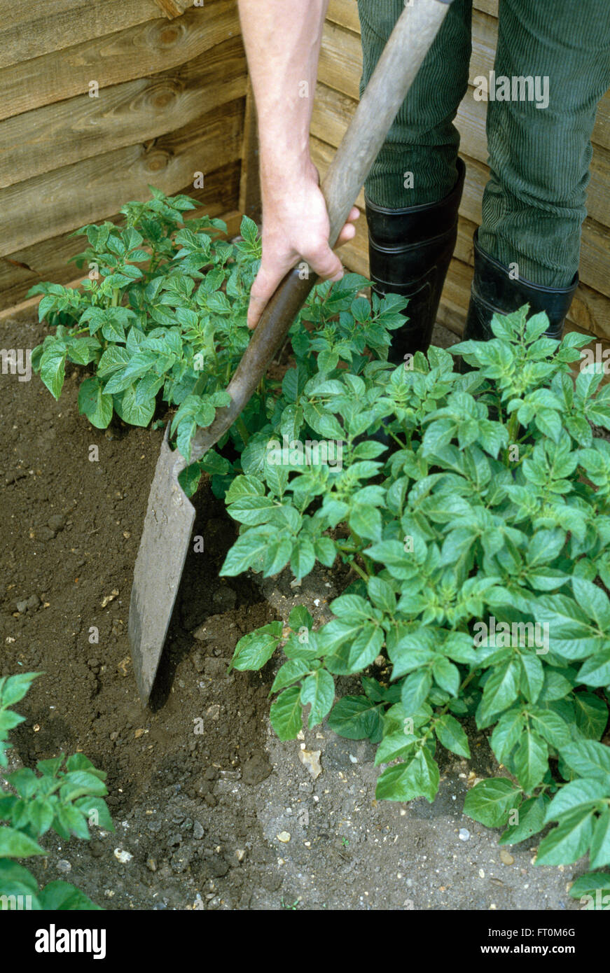 Nahaufnahme einer Hand mit einem Spaten Graben zwischen einer Reihe von Kartoffeln Stockfoto