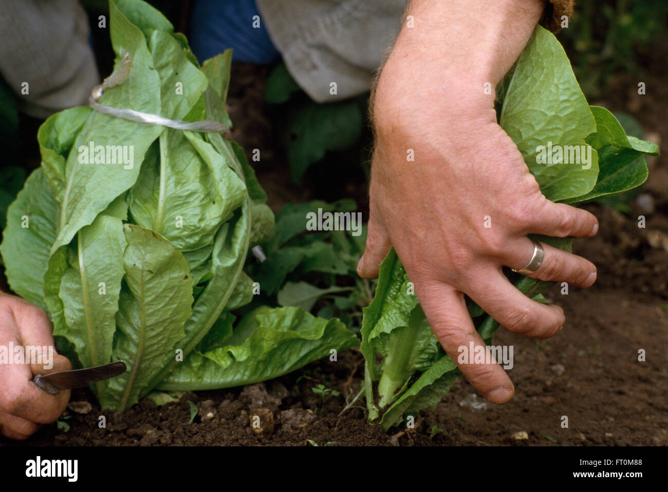 Nahaufnahme der Hände Kommissionierung Cos Salat Stockfoto