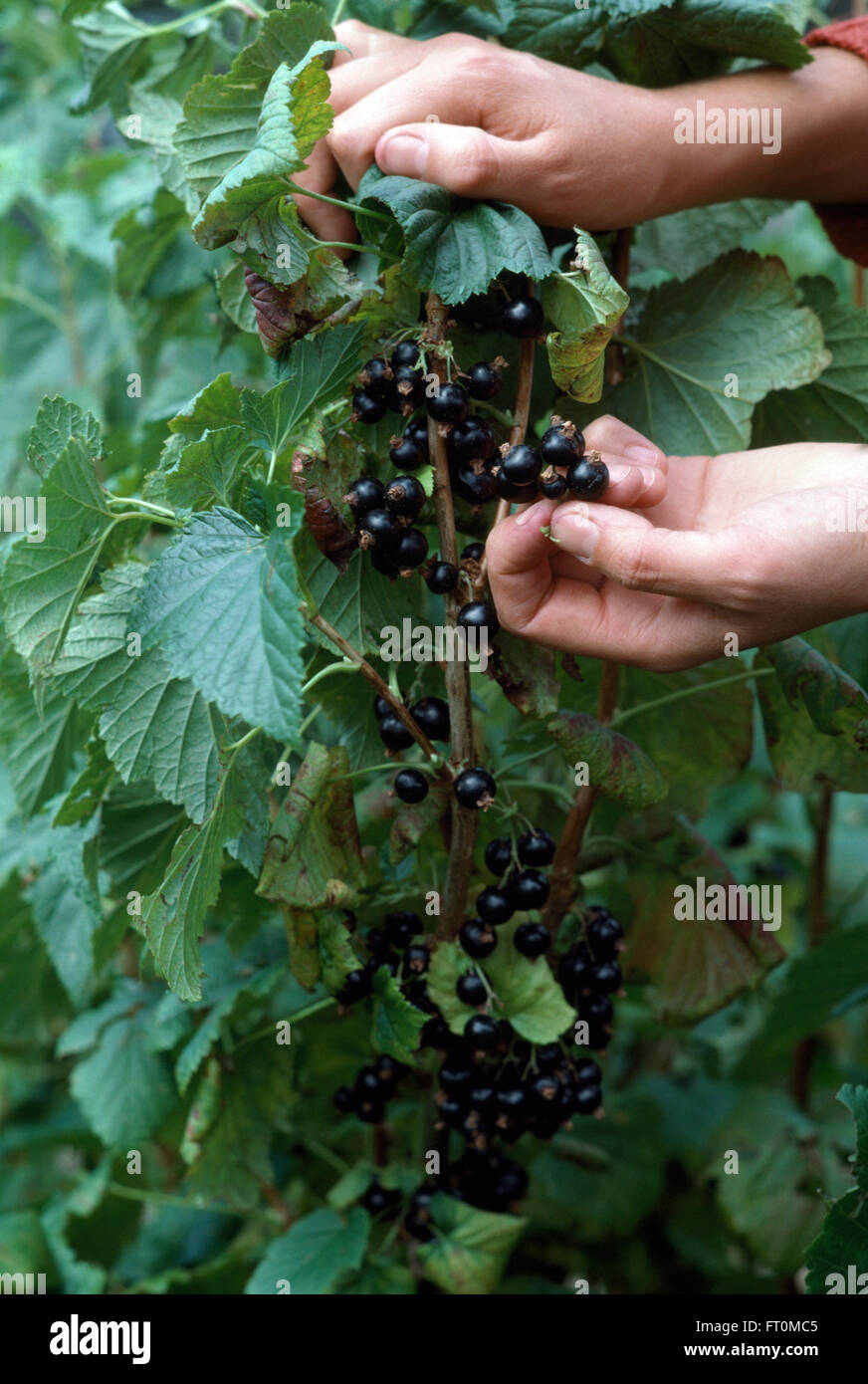 Nahaufnahme der Hände schwarze Johannisbeeren pflücken Stockfoto