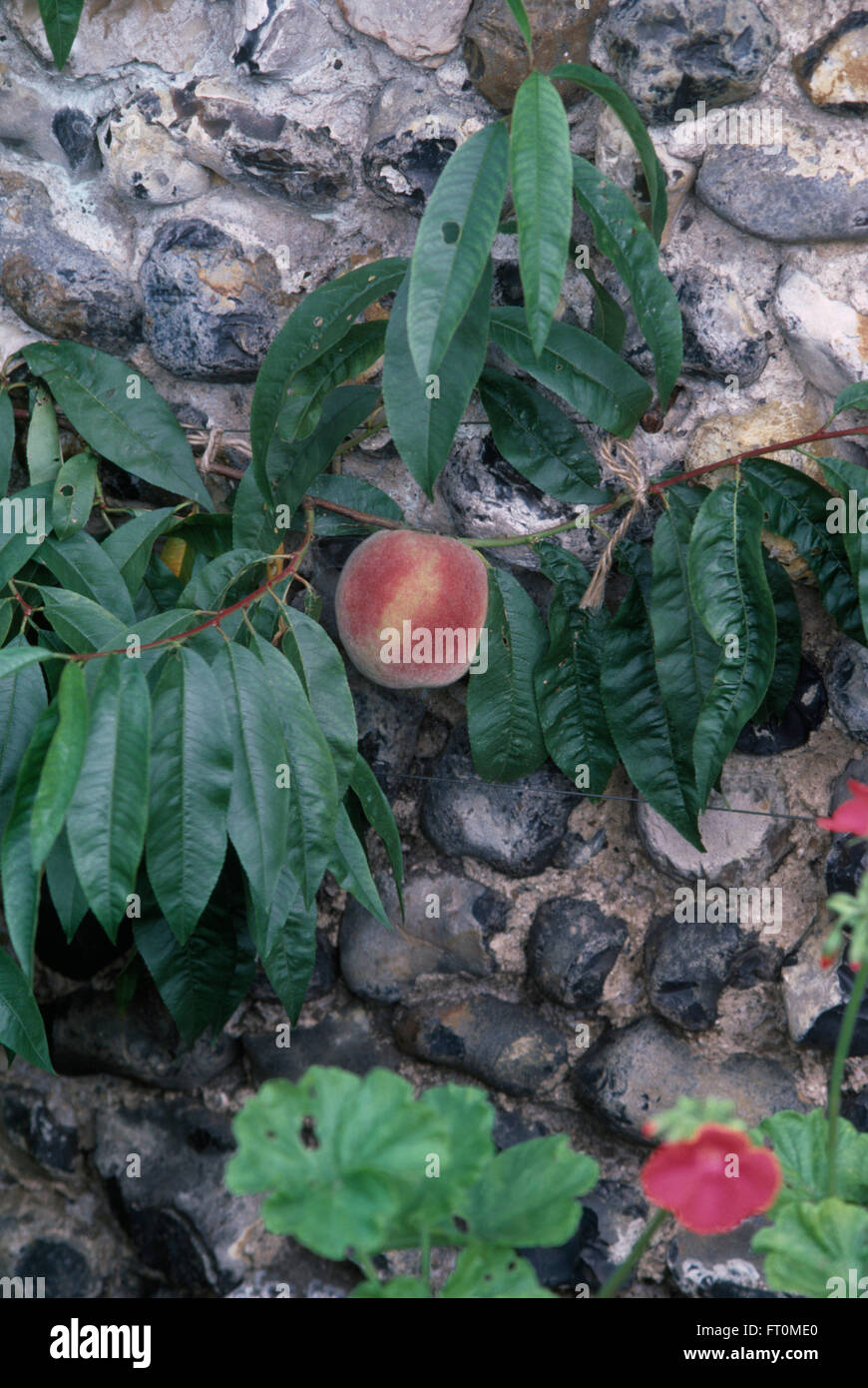 Nahaufnahme von espaliered Pfirsiche auf einer Feuerstein-Wand Stockfoto