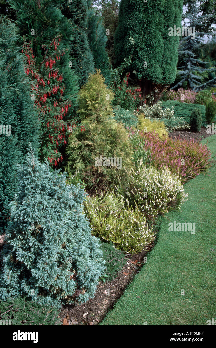 Niedrig wachsende Koniferen und Heide in einer gut sortierten Grenze in einem vorstädtischen Garten Stockfoto
